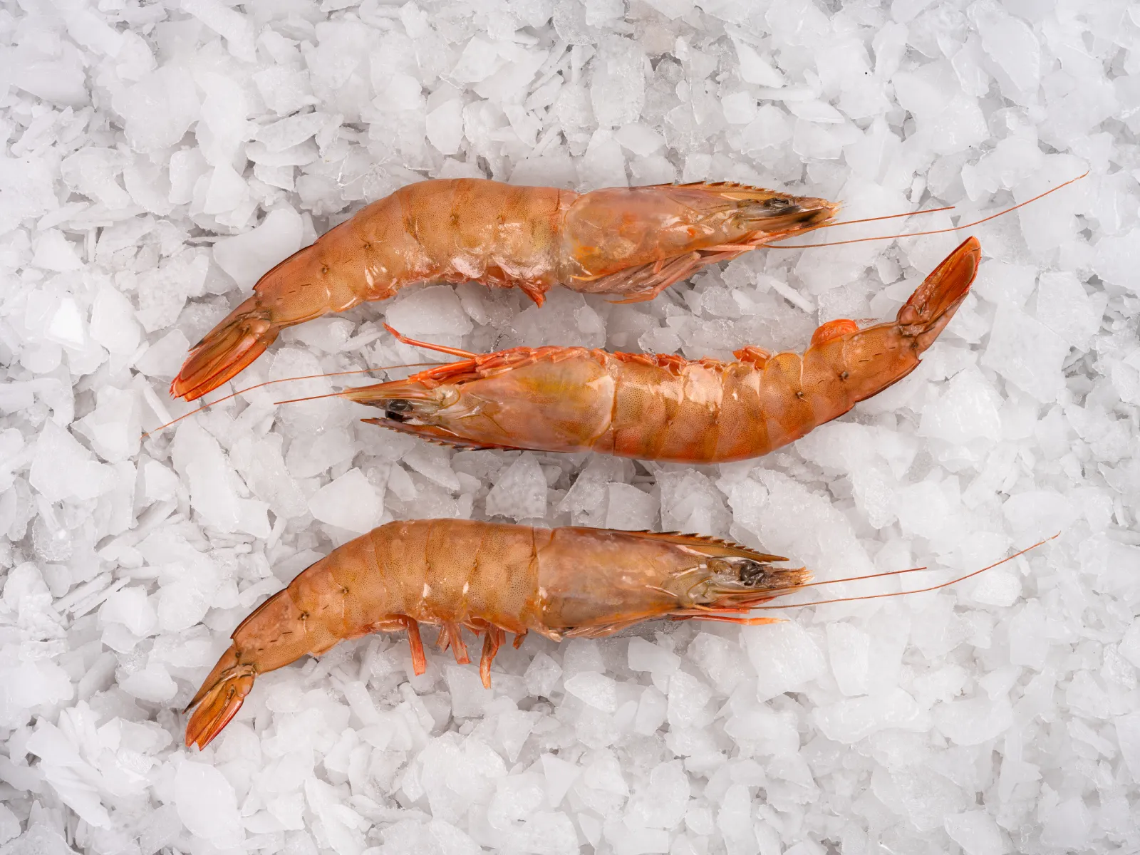 Langostino blanco - Baipesca