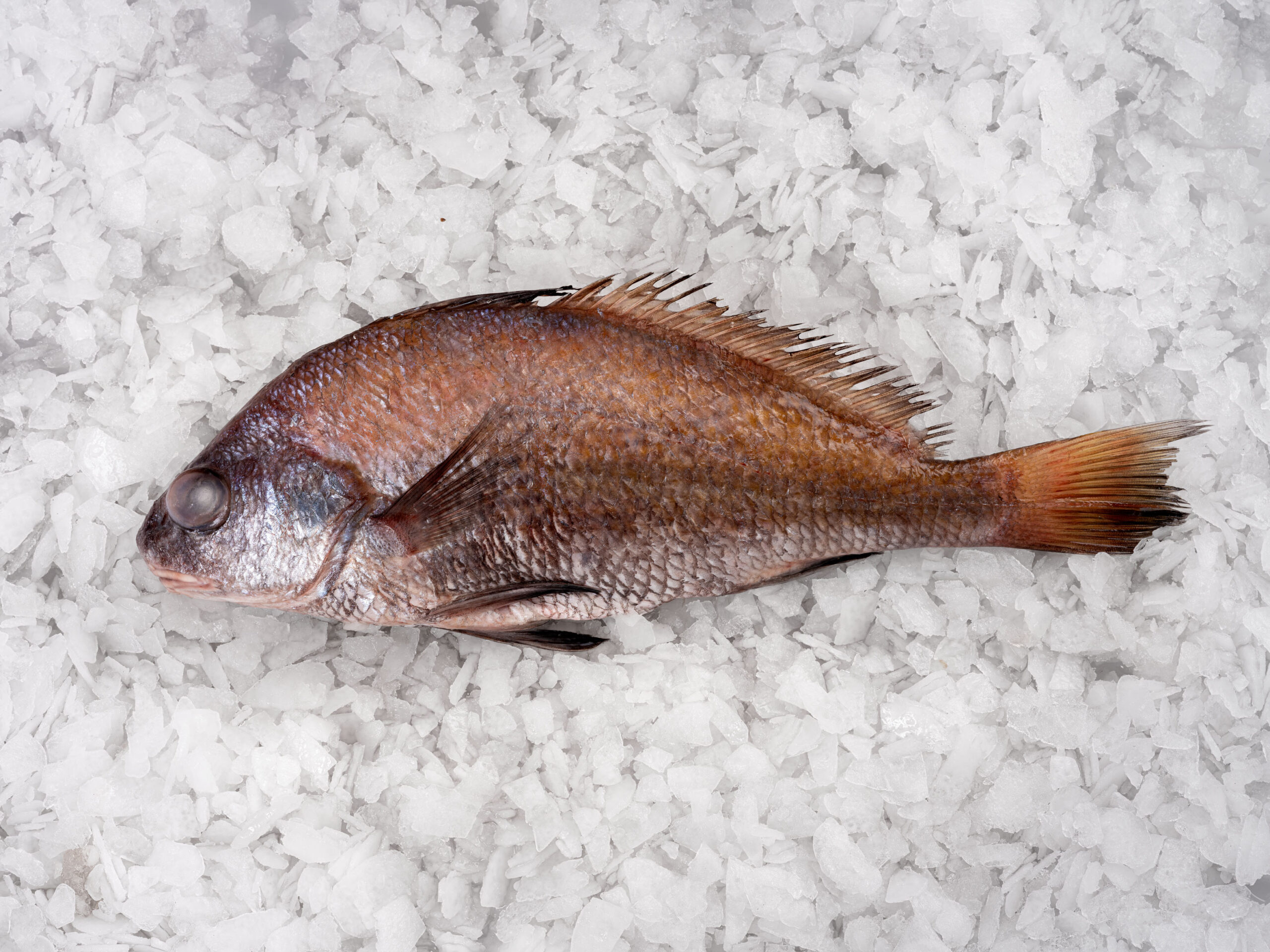 Verrugato - Baipesca